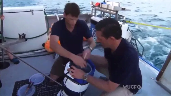 Shark Deterrent - Stripes - 1500 Year Old Native Idea Tested