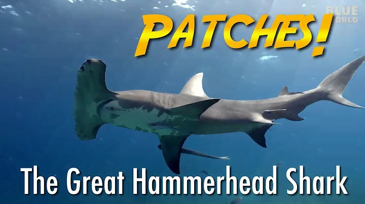 Friendly Hammerhead Shark! (World's most beautiful shark?)