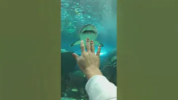Shark... Canada