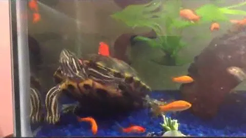 Turtle shark