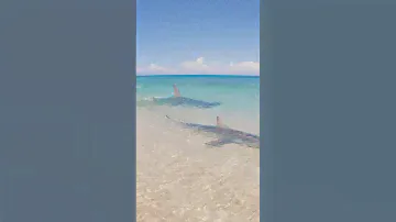 GIANT SHARK Attacks Small Shark!