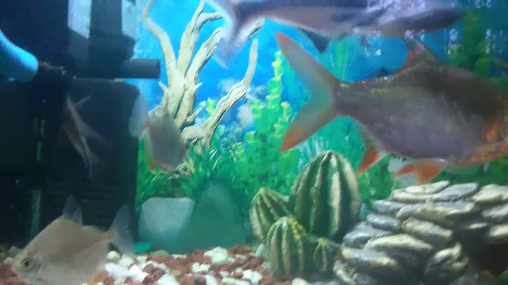Parrot cichlids sharks silver dollars tin foil nd turtle