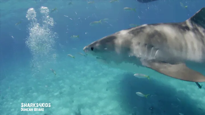Shark Anatomy